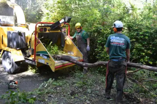 tree services Alamosa East